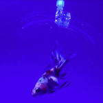 Este robot atrapa a peces vivos y está construido mediante impresión 3D