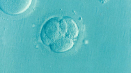 El límite de 14 días después de la fertilización debería ampliarse en experimentos con embriones humanos, según bioeticistas
