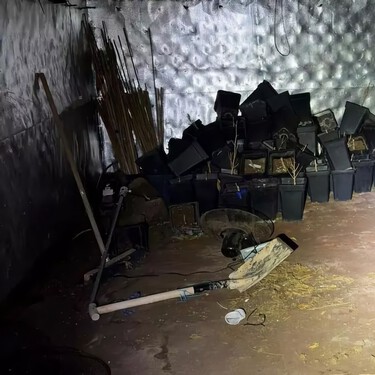 Compran una casa en un pueblo de Castellón y descubren que los antiguos dueños se habían dejado una plantación de marihuana