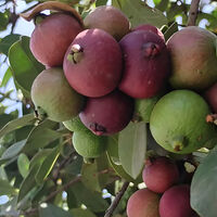 Lo plantaron en 1825 para alimentar a la población: 200 años después, se convirtió en una plaga invasora que combaten con drones e insectos 