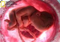 En el vientre materno, de National Geographic, por internet