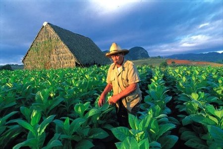 ¿Cuántas bocas podría alimentar el mundo?