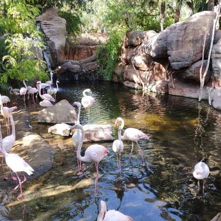 Flamencos En El Bioparc Fuengirola