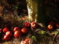 La Ley de la gravitación empresarial