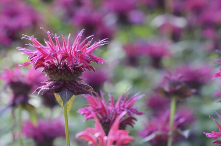 Blossom Plant Meadow Flower Red Herb 675680 Pxhere Com