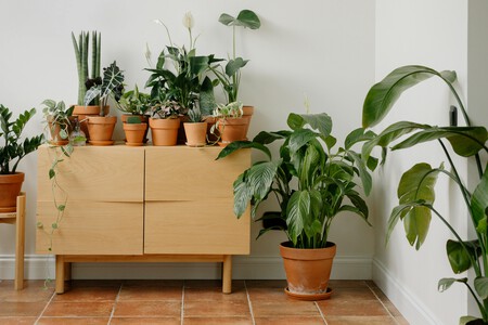 Plantas en el interior.