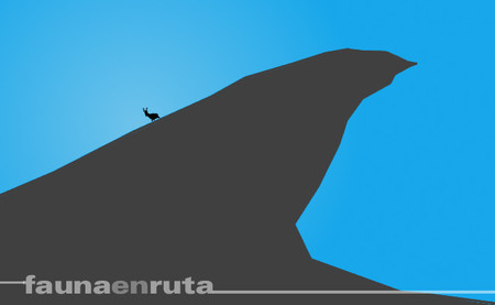 fauna en ruta: la cabra bajando del monte