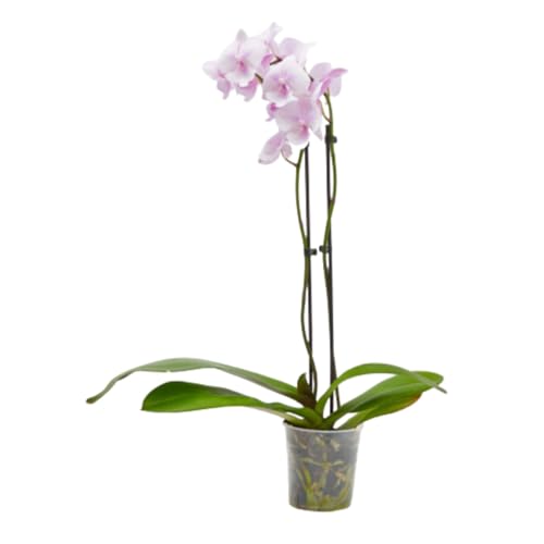 Verdecora Planta Orquídea Phalaenopsis