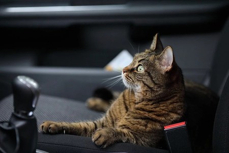 Cat 4012806 960 720