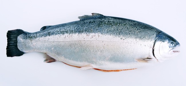 Foto Trucha Del Fiordo