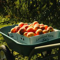 La industria del durazno californiano ha sufrido un colapso sin precedentes. Pero se repetirá, se repetirá mucho, se repetirá por todo el mundo