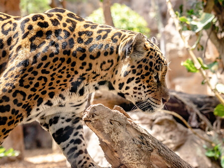 Jaguares