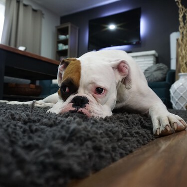 Sí, es necesario castigar a los perros para educarlos 