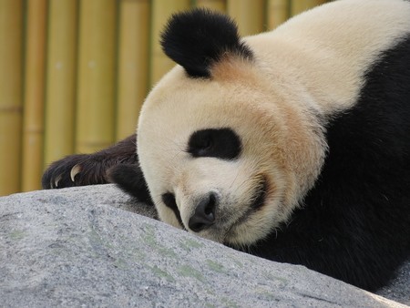 La razón de que el panda sea blanco y negro (único entre mamíferos)