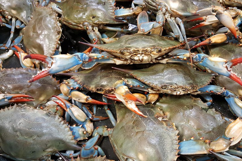 The blue crab of the Ebro Delta, from invasive species to star of the fish market: five restaurants where you can try it The blue crab of the Ebro Delta, from invasive species to star of the fish market: five restaurants where you can try it