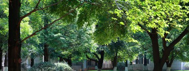 Los expertos creen que nos faltan árboles: "Una zona verde sin arbolado suficiente pierde gran parte de su capacidad para actuar" 