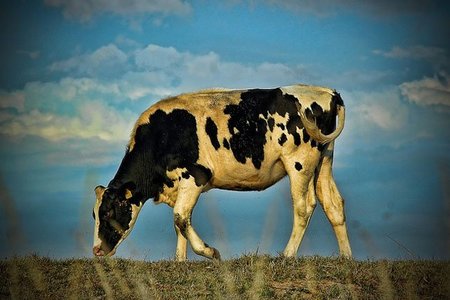 Vacas que producen leche materna, ¿otra vez?