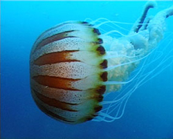 Medusa 6