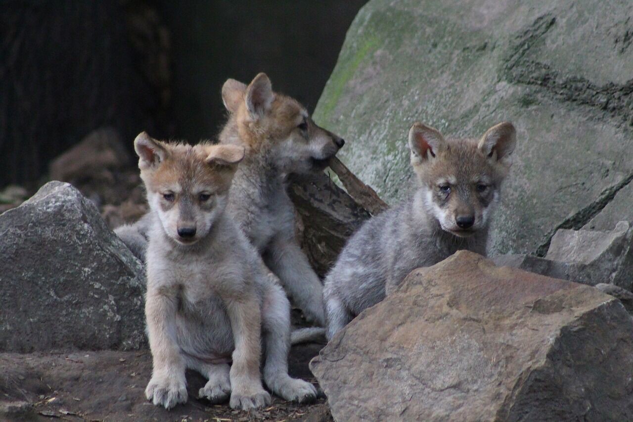 Cachorro De Lobo Gris