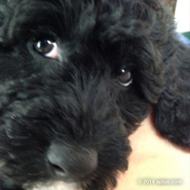 Foto de Wyatt Isabella Kutcher (7/8)