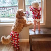 Un perro labradoodle y un niño de dos años: la adorable pareja que causa sensación