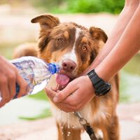 Educar a los perros como a los niños puede ser una excelente idea. Los beneficios de la supervisión activa 