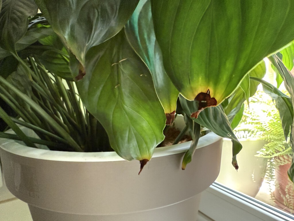 Las puntas de las hojas de las plantas se estaban secando y creía que era por falta de agua. Estaba muy equivocado 