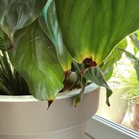 Las puntas de las hojas de las plantas se estaban secando y creía que era por falta de agua. Estaba muy equivocado 