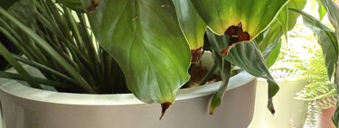 Las puntas de las hojas de las plantas se estaban secando y creía que era por falta de agua. Estaba muy equivocado 