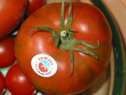 TOMATE LA CAÑADA NIJAR