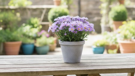 Aster