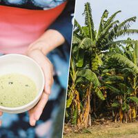 La legendaria industria del té japonés estaba en declive hasta que tomaron una decisión: hacerse un "Erasmus" en Zambia