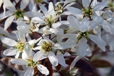 Amelanchier 720x