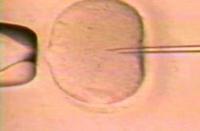 Avances en fertilización in vivo