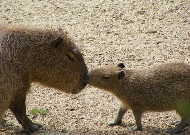 La familia de capibaras, la atracción más popular
