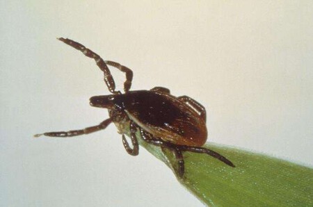 Valneva y Pfizer están desarrollando una nueva vacuna que evitaría que las garrapatas transmitieran la enfermedad de Lyme