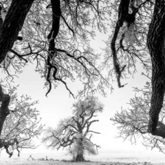 Foto 4 de 10 de la galería mundo-vegetal en Xataka Foto