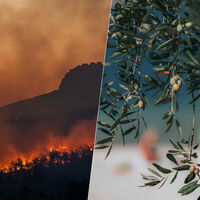 La ola de calor y los incendios forestales tienen otra cara: el sector agrario es el que más tiene que perder en esta crisis