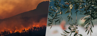 La ola de calor y los incendios forestales tienen otra cara: el sector agrario es el que más tiene que perder en esta crisis
