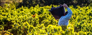 La escapada perfecta para vivir la vendimia riojana que no te puedes perder este otoño