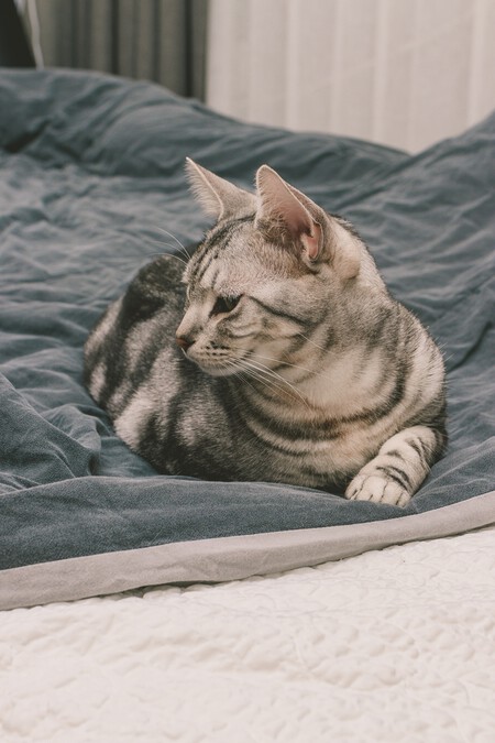 Gatos ola de calor