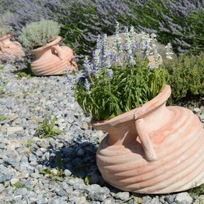 Los expertos en jardinería, de acuerdo sobre la lavanda: "El sol y un suelo con buen drenaje son fundamentales para que crezca saludable"