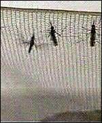 Mosquiteras contra la malaria