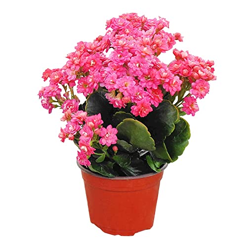 Suculenta Natural de Kalanchoe Calandiva
