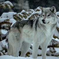 El depredador que salvó Yellowstone: cómo la reintroducción de los lobos grises ayudó al crecimiento de los álamos