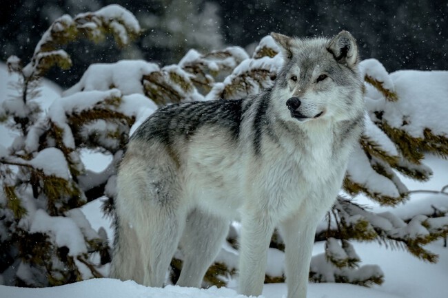Lobo Yellowstone