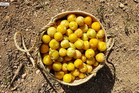 Aprovechemos que es temporada de ciruelas para preparar alguna de estas cinco deliciosas recetas