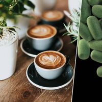 Um velho aliado: tomar café pela manhã tem consequências muito positivas para a microbiota do corpo 