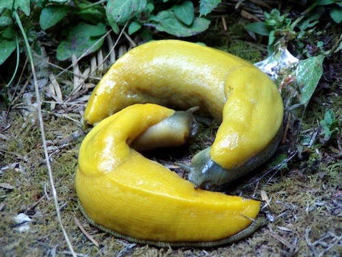 Cuanto Mide El Pene De Un Gorila