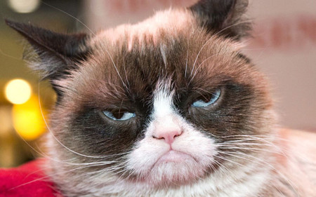 ¿Puede un gato secuestrar tu Android a distancia? Sí, si es ransomware